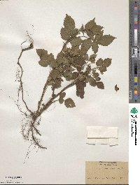 Rubus thunbergii image