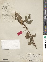 Rubus thunbergii image