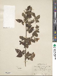 Rubus thunbergii image