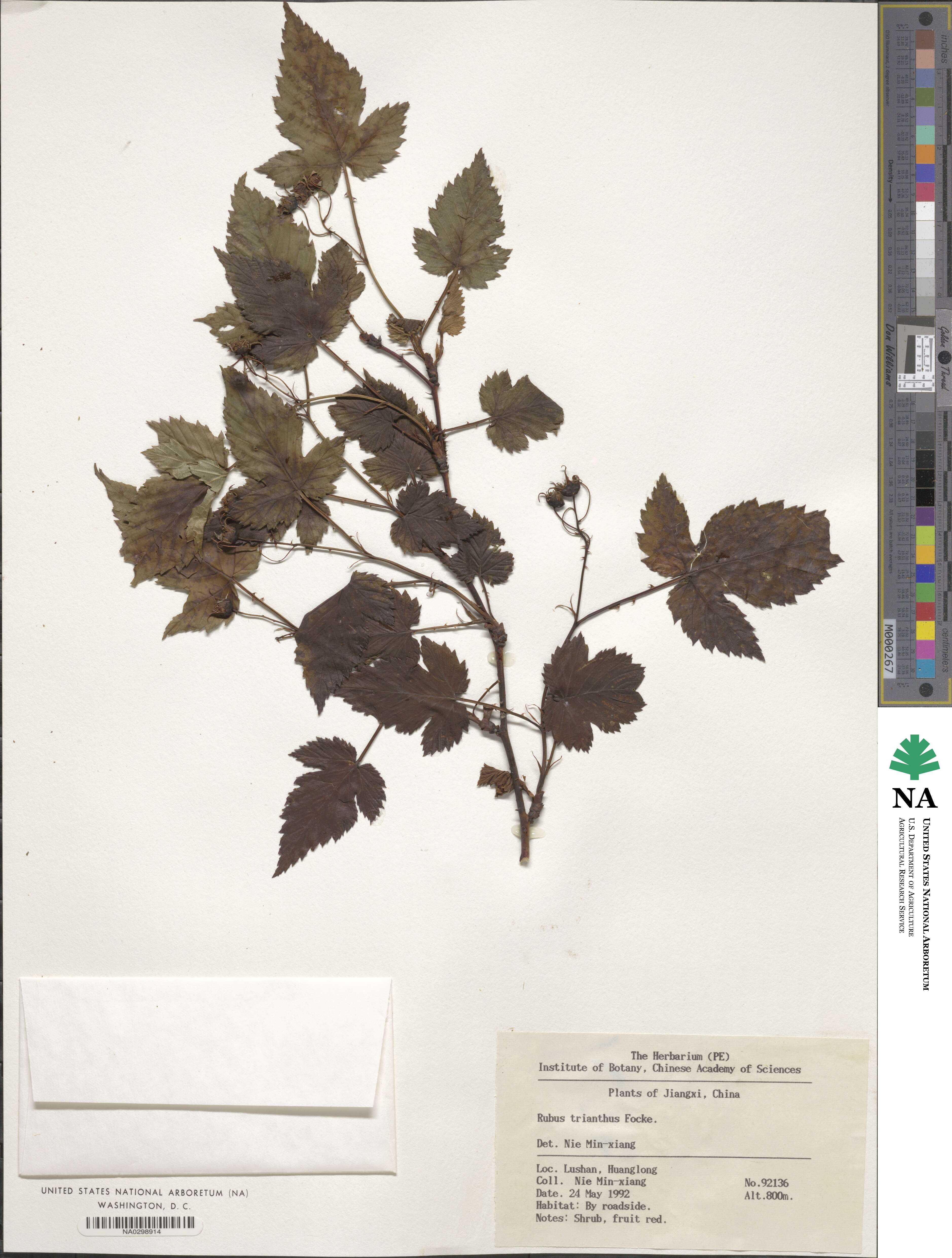 Rubus subcrataegifolius image