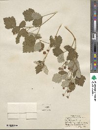 Rubus aetnicus image