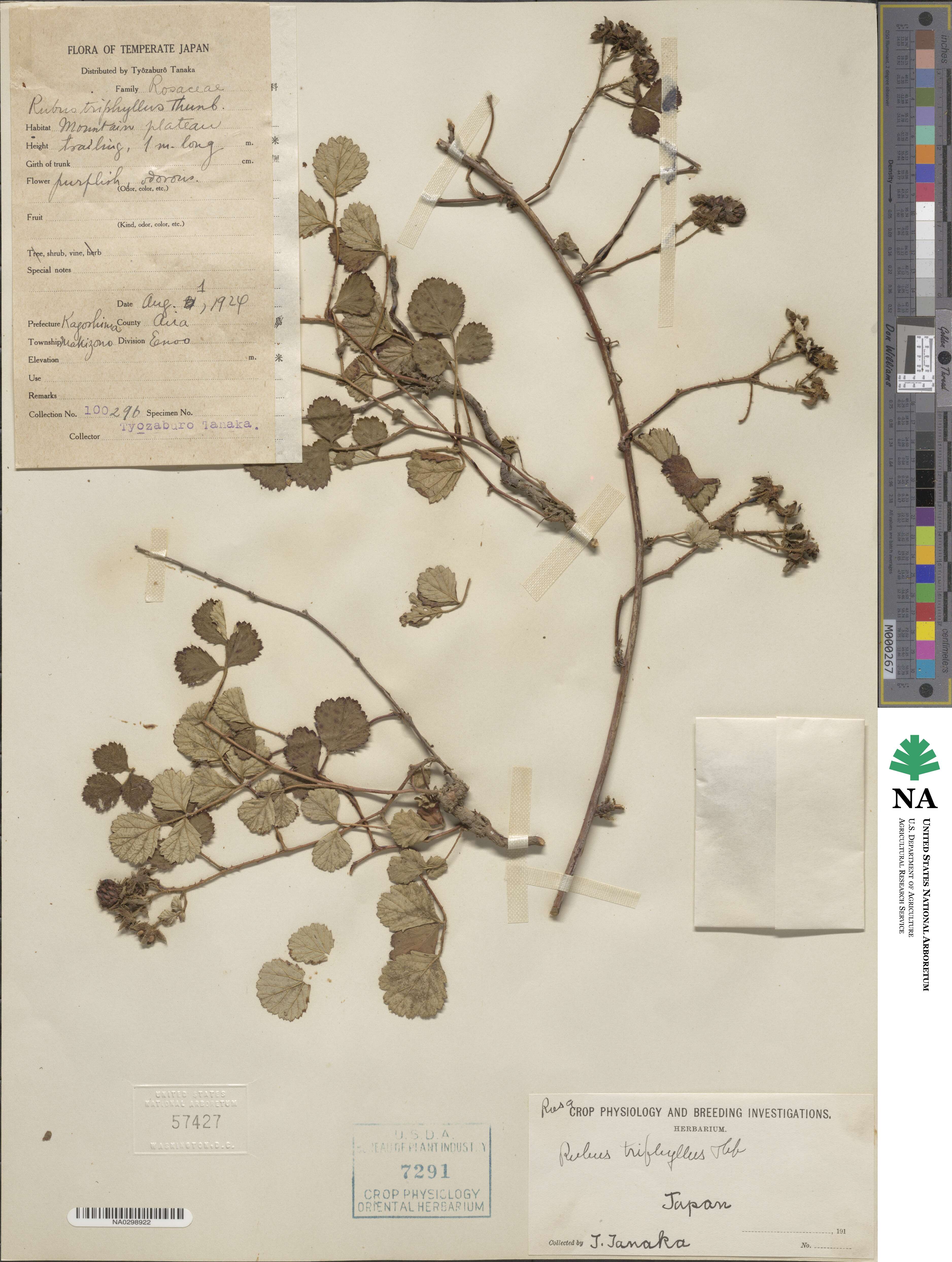 Rubus aetnicus image