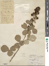 Rubus ulmifolius image