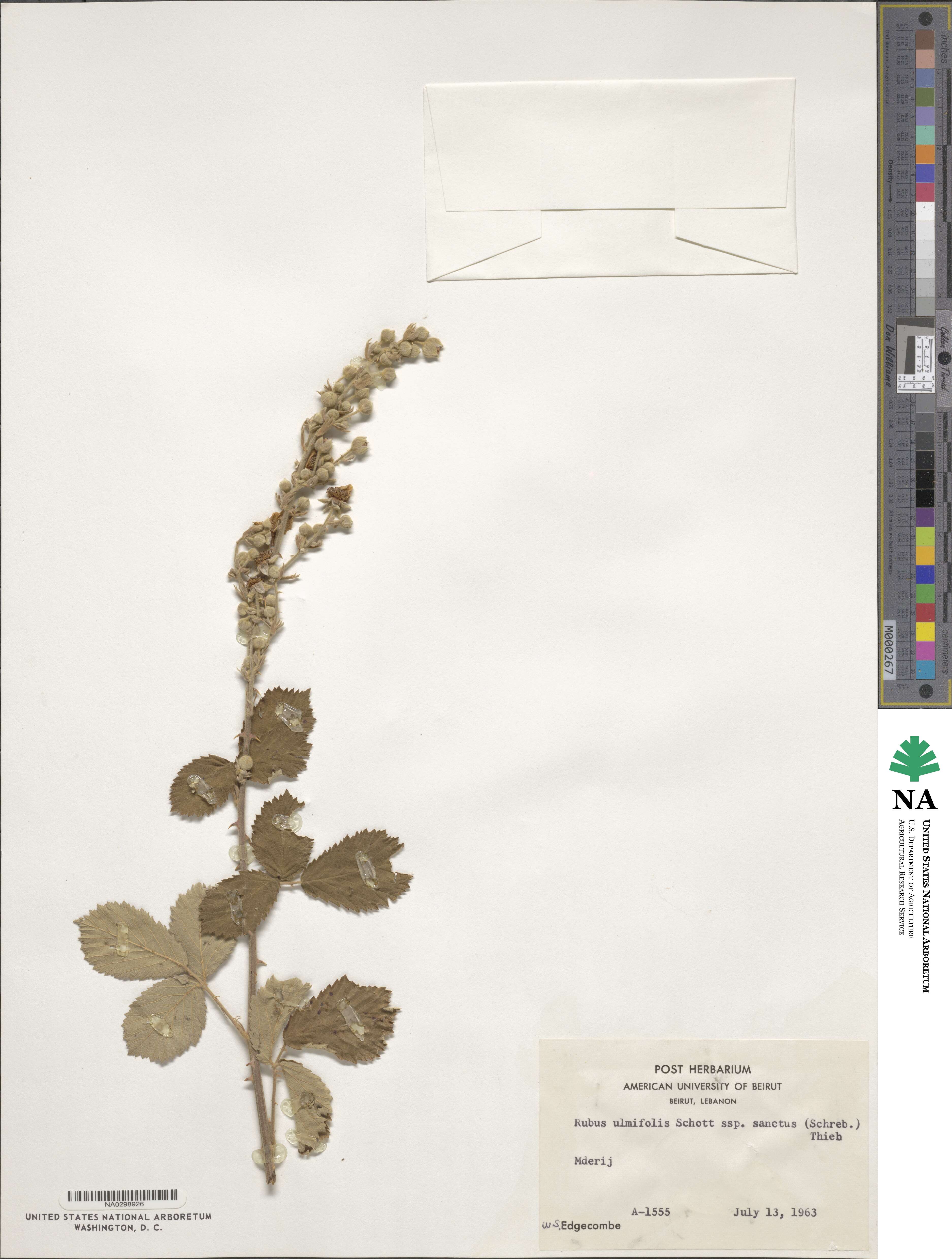 Rubus sanctus image