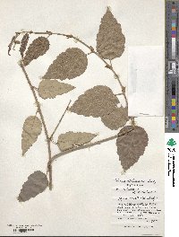 Rubus utchinensis image