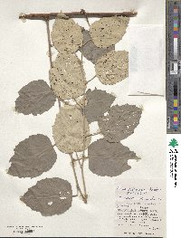 Rubus utchinensis image