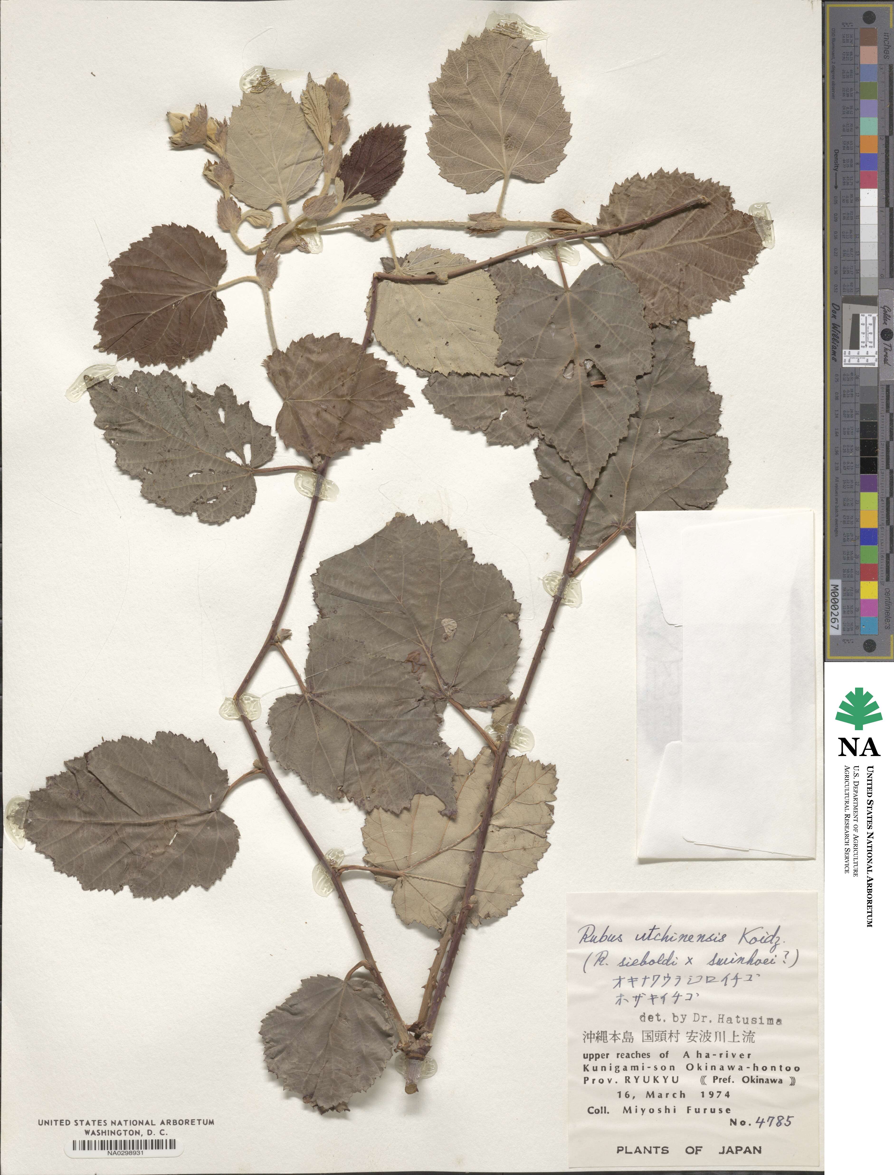 Rubus utchinensis image