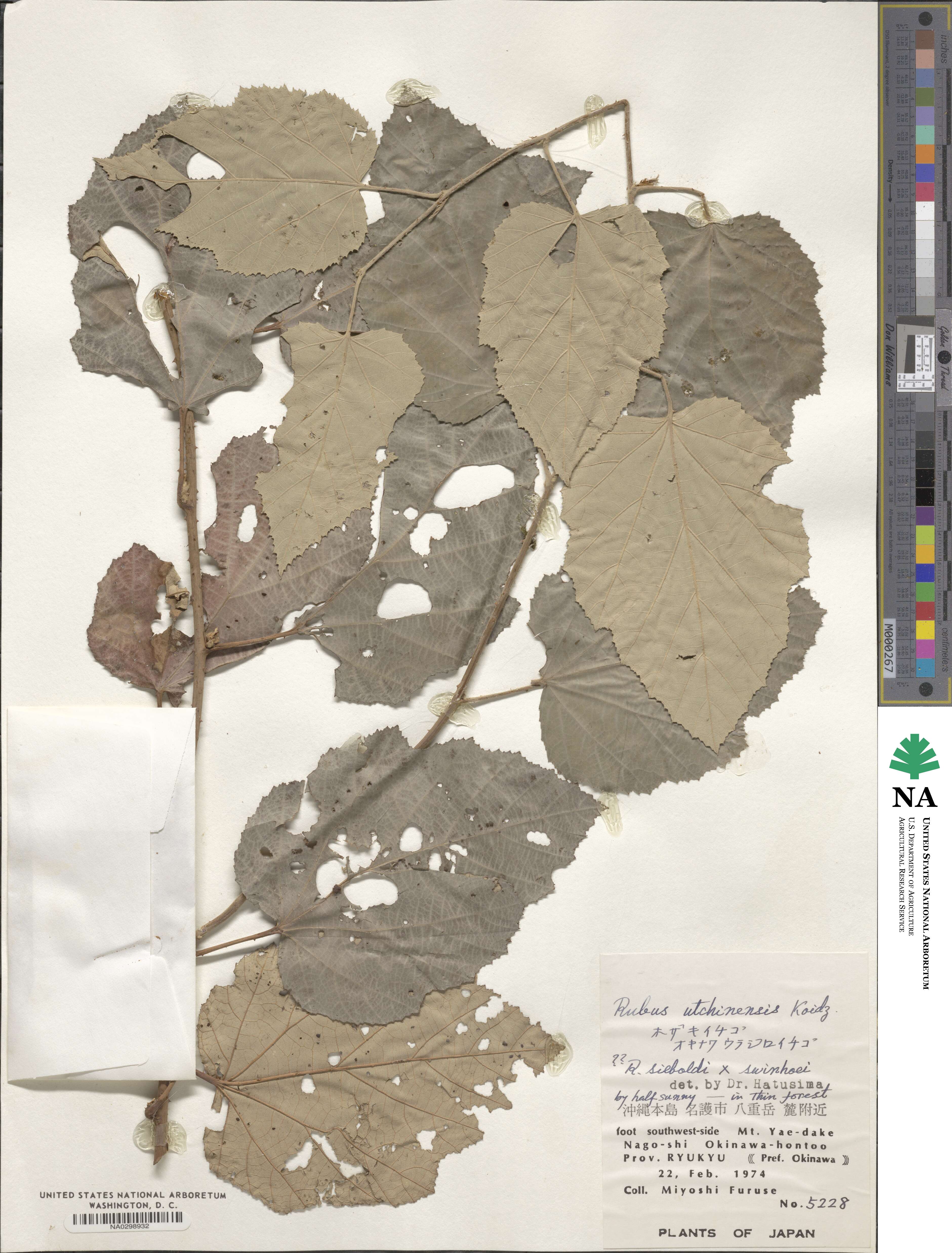 Rubus utchinensis image