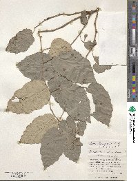 Rubus utchinensis image