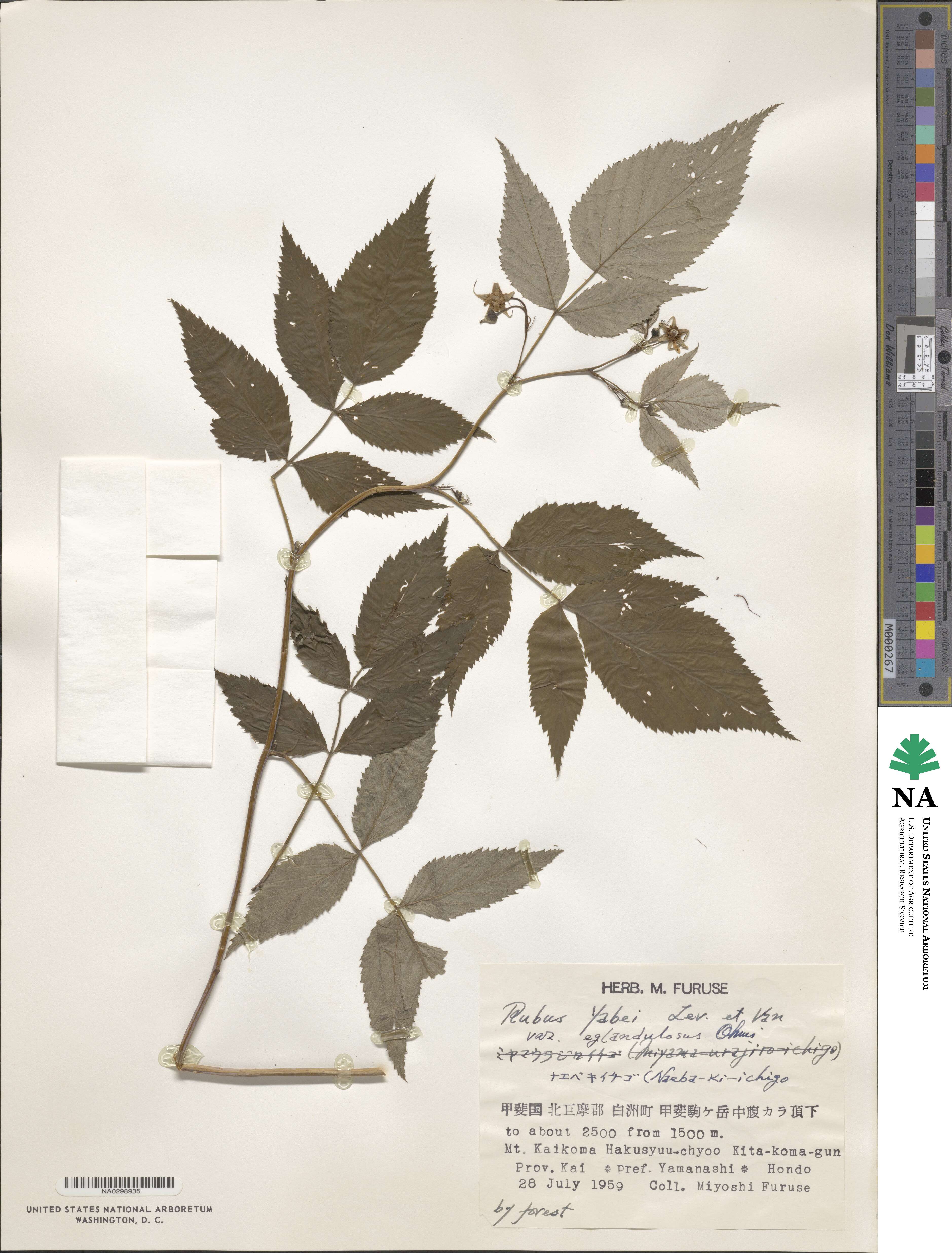 Rubus idaeus subsp. melanolasius image