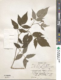 Rubus idaeus subsp. melanolasius image