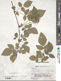 Rubus yoshinoi image