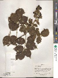 Image of Rubus apetalus