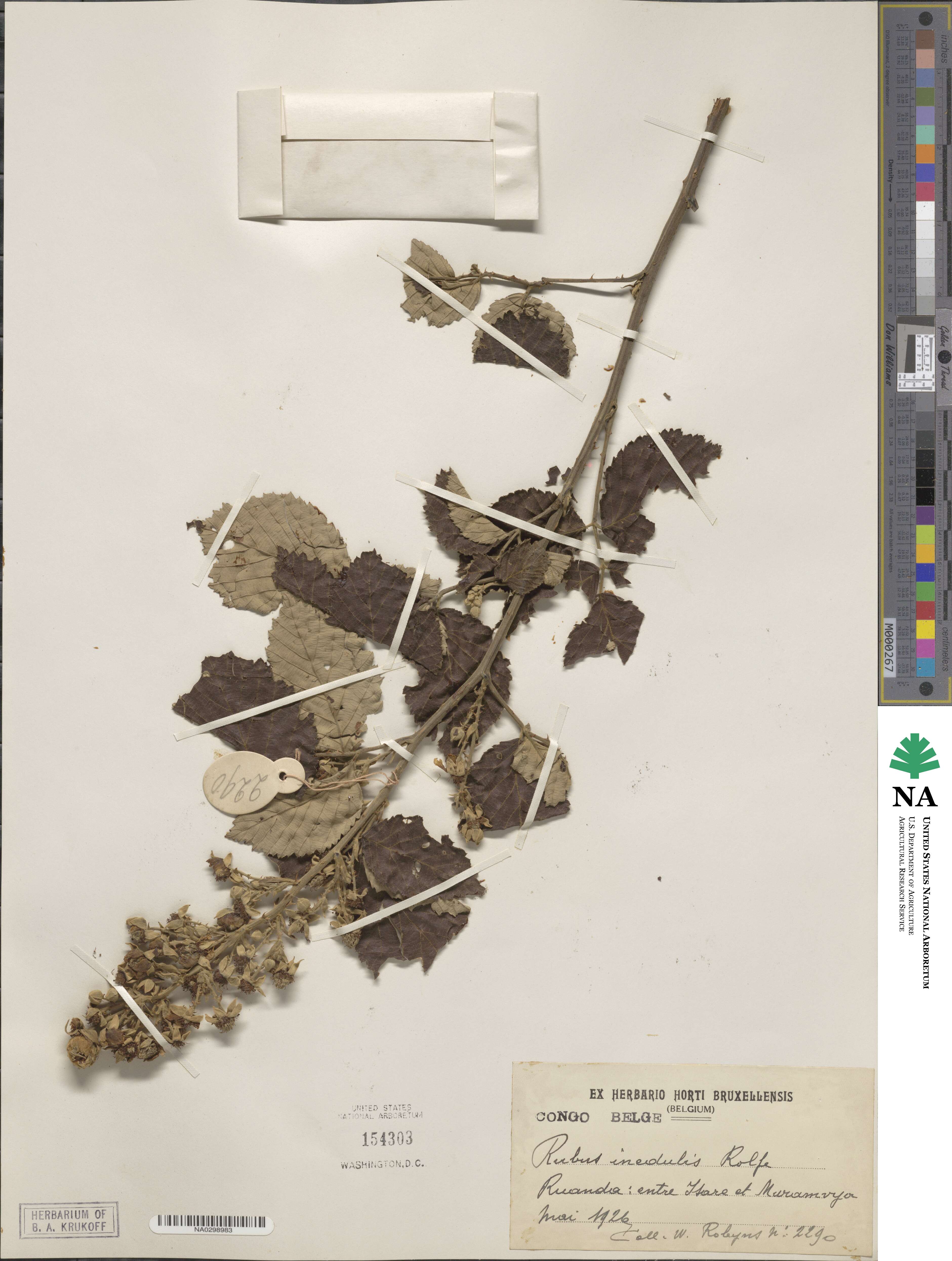 Rubus rigidus image