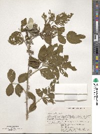 Rubus niveus image