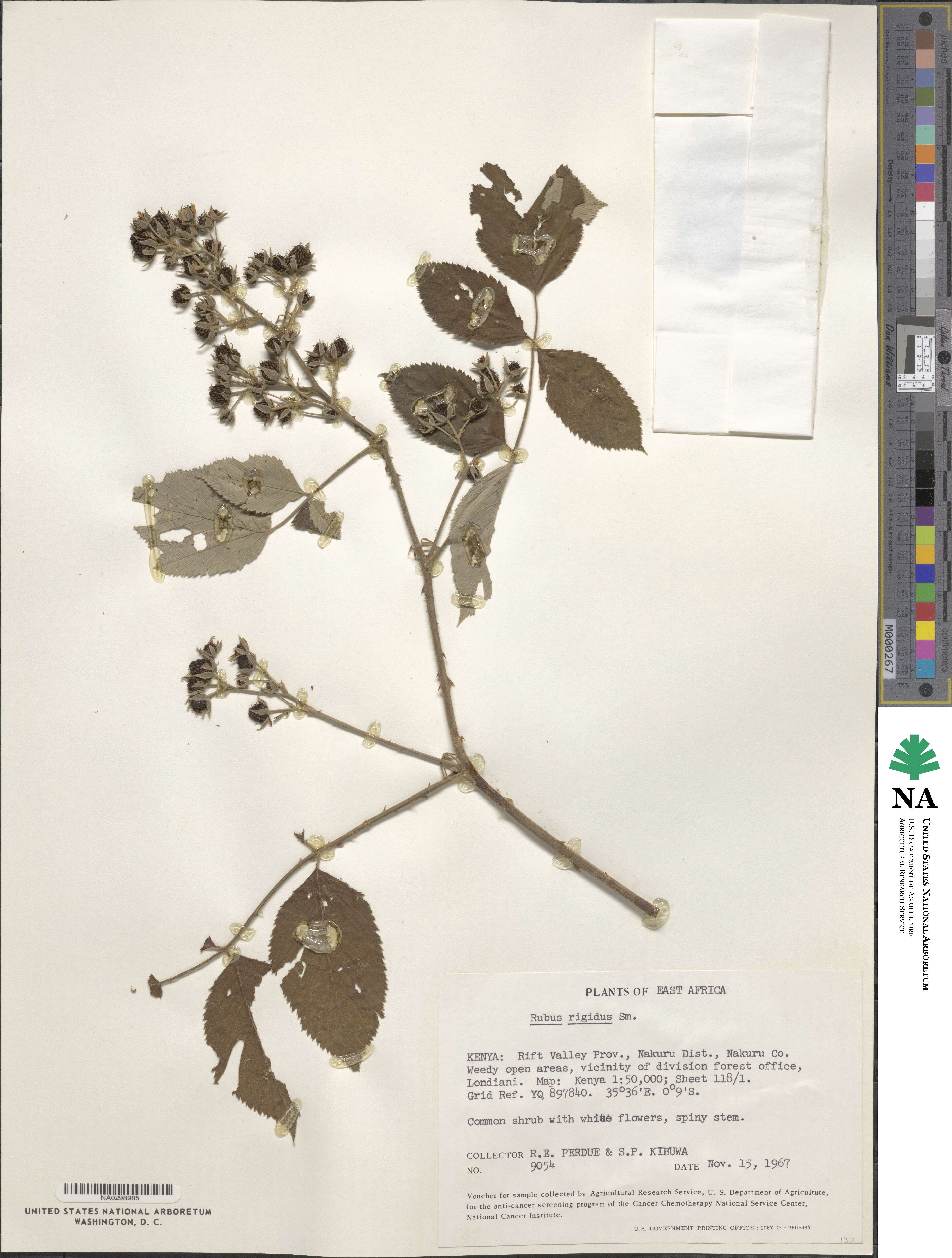 Rubus rigidus image