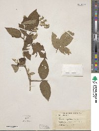 Rubus rigidus image