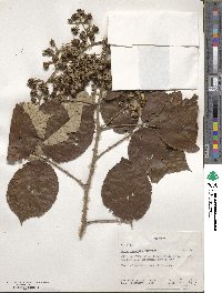 Rubus steudneri image