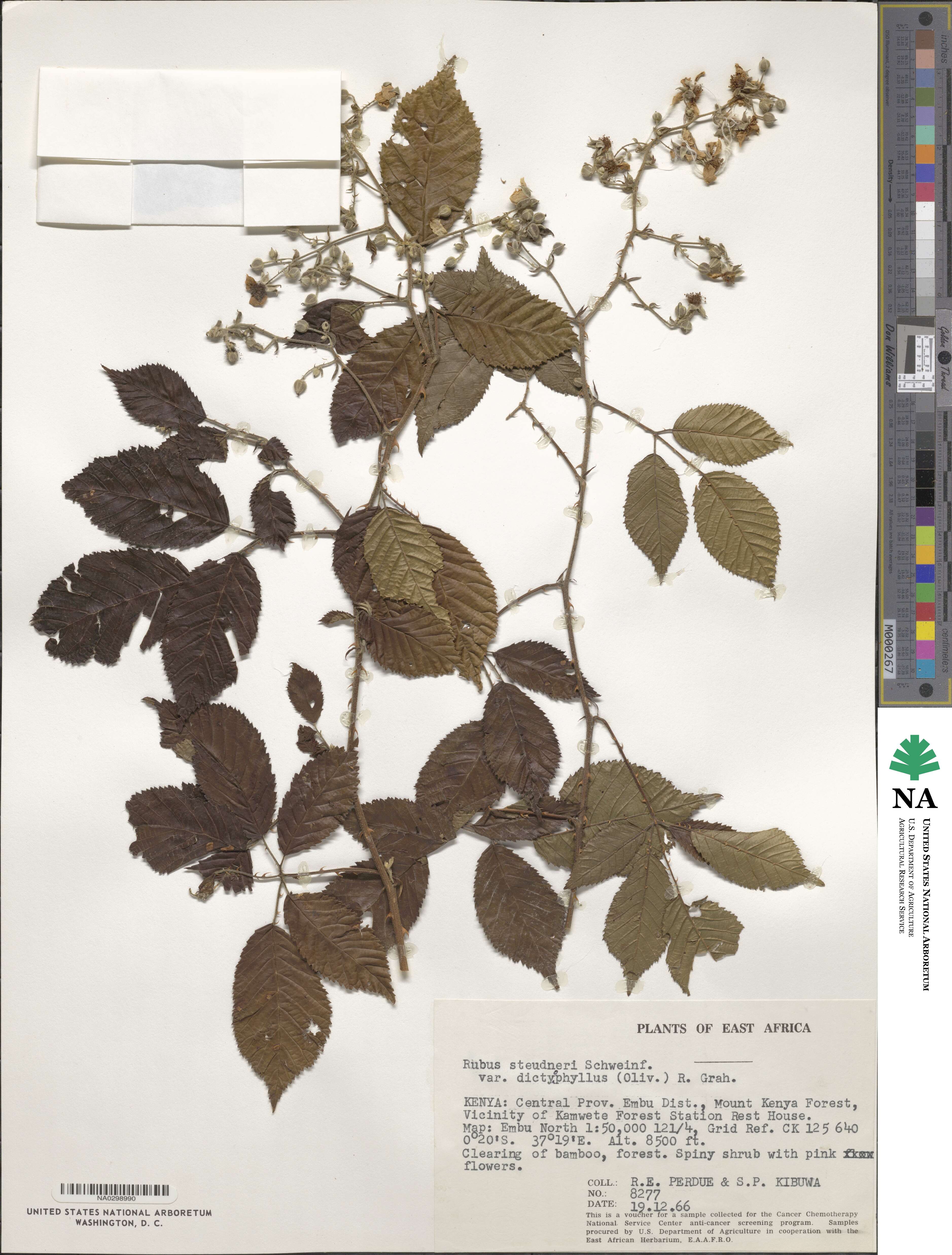 Rubus steudneri var. dictyophyllus image