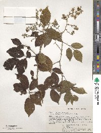 Rubus steudneri image