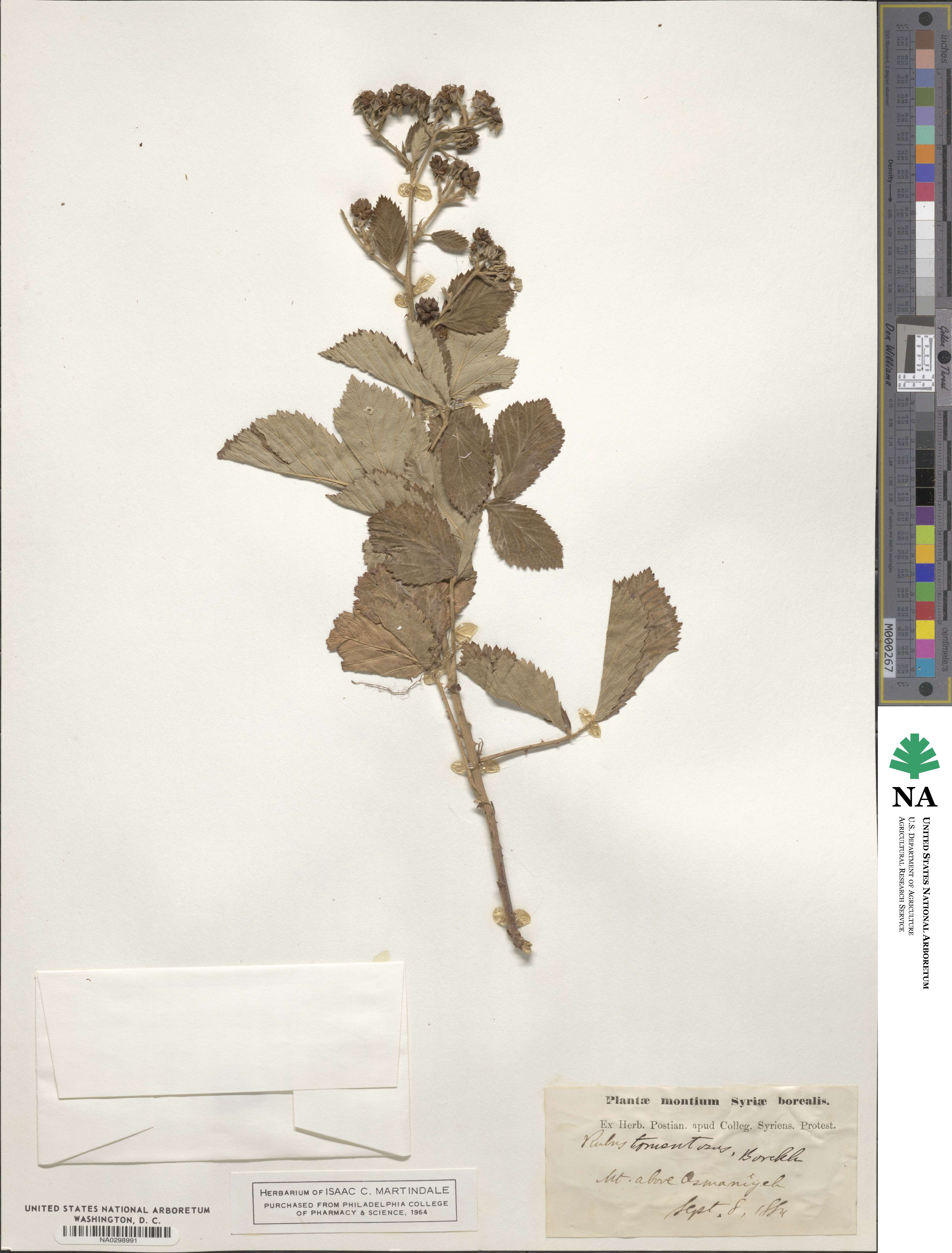 Rubus aetnicus image