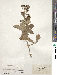 Rubus aetnicus image