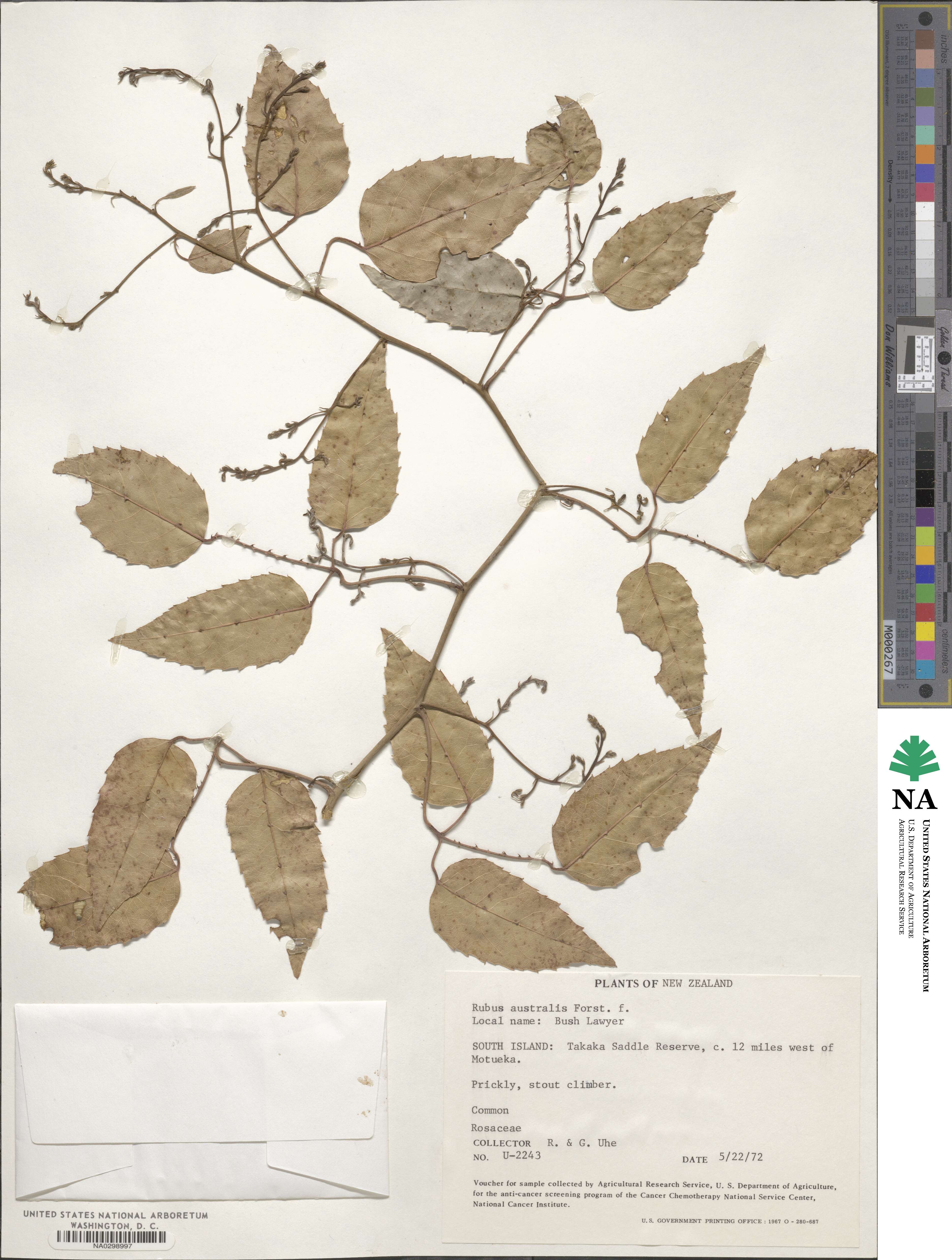 Rubus australis image