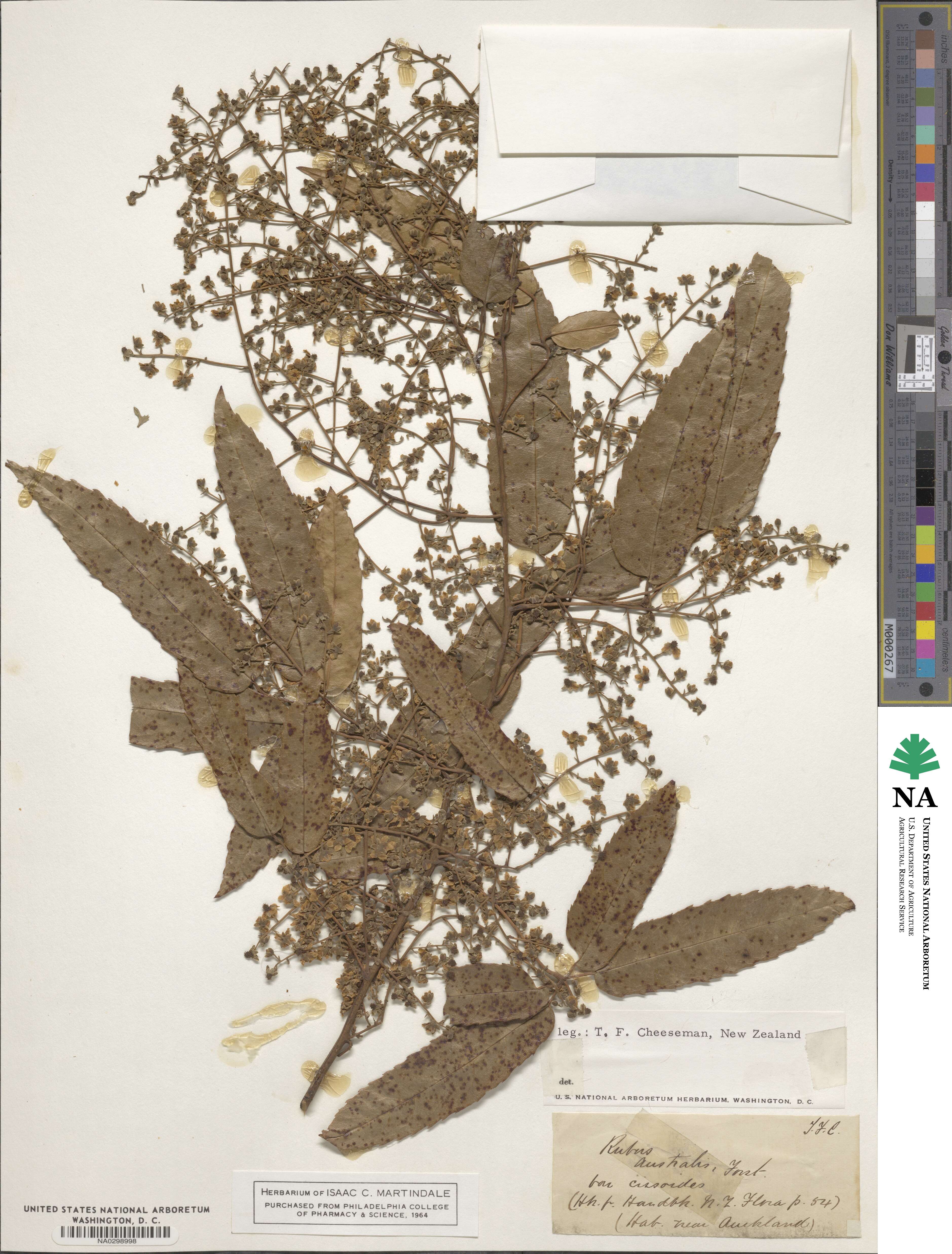 Rubus cissoides image