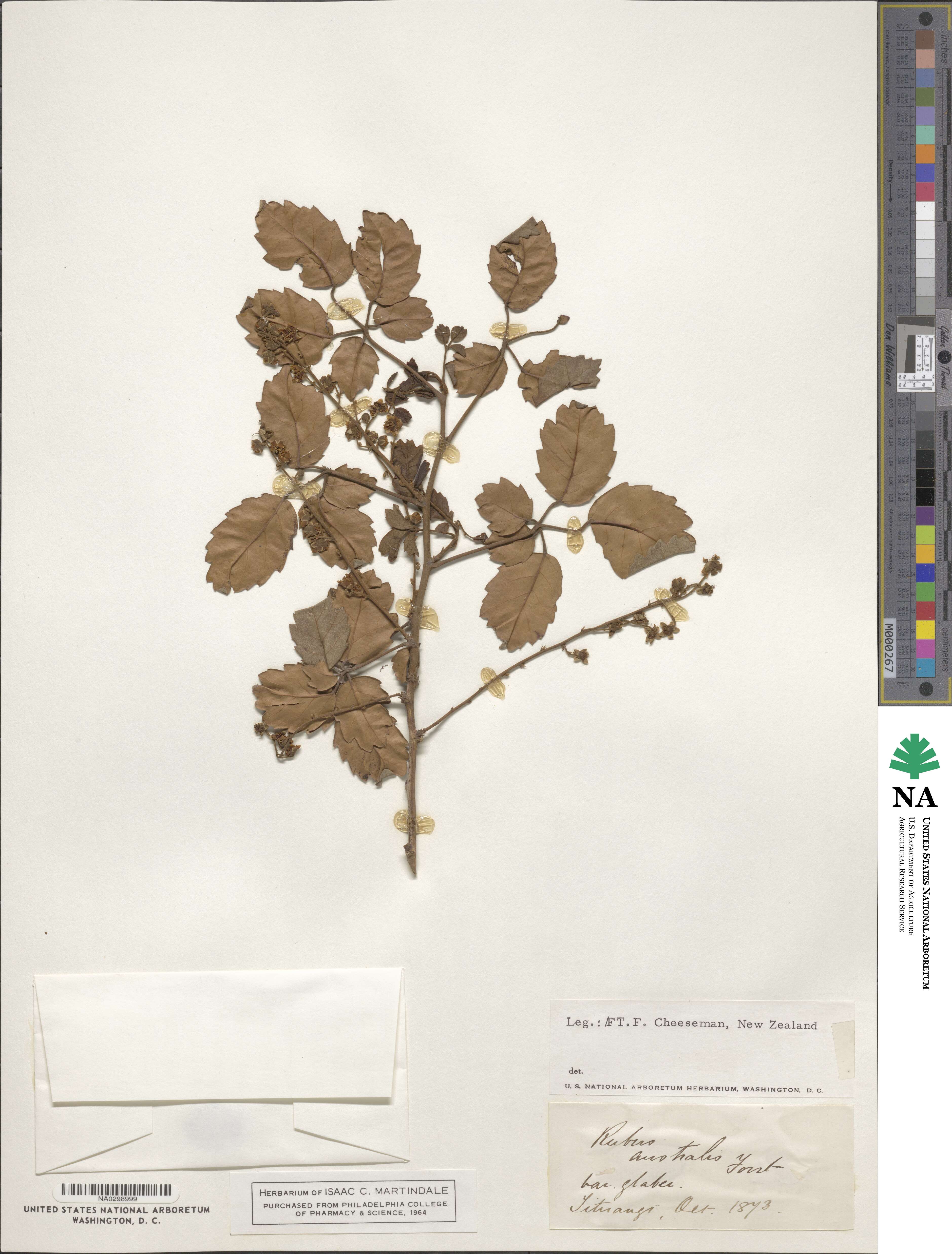Rubus cissoides image