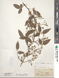 Rubus australis image