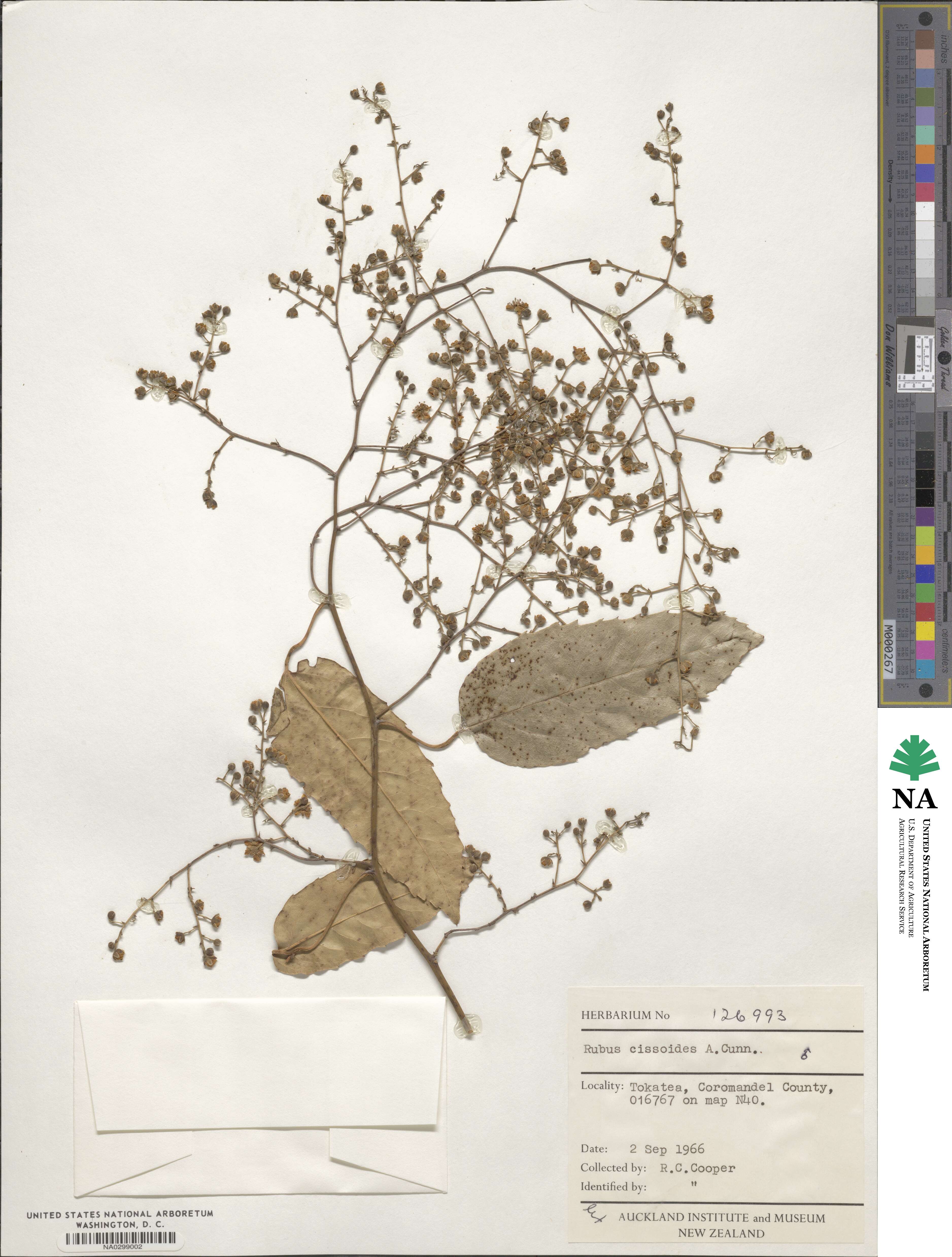 Rubus cissoides image