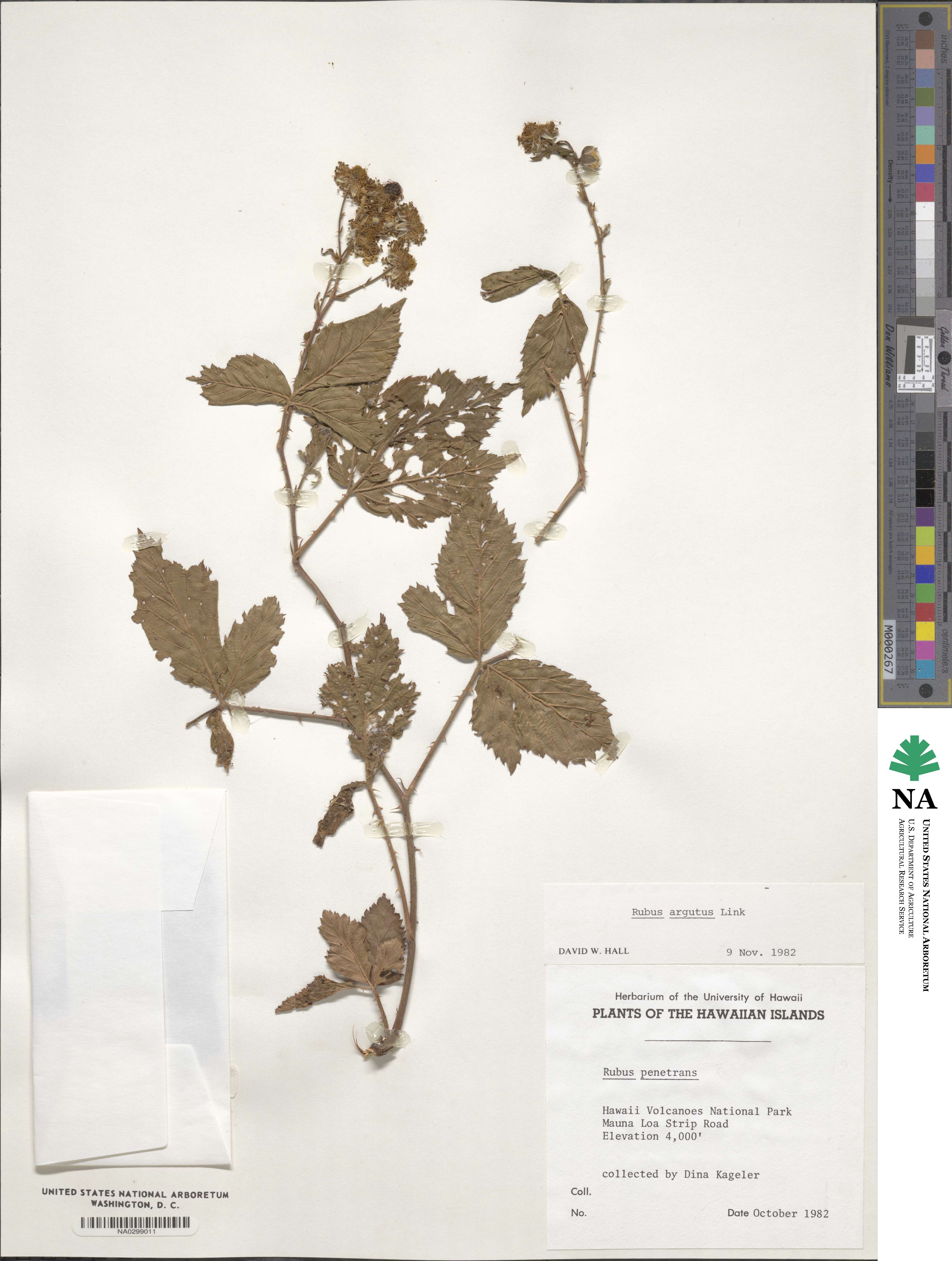 Rubus argutus image