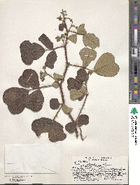 Rubus ellipticus image