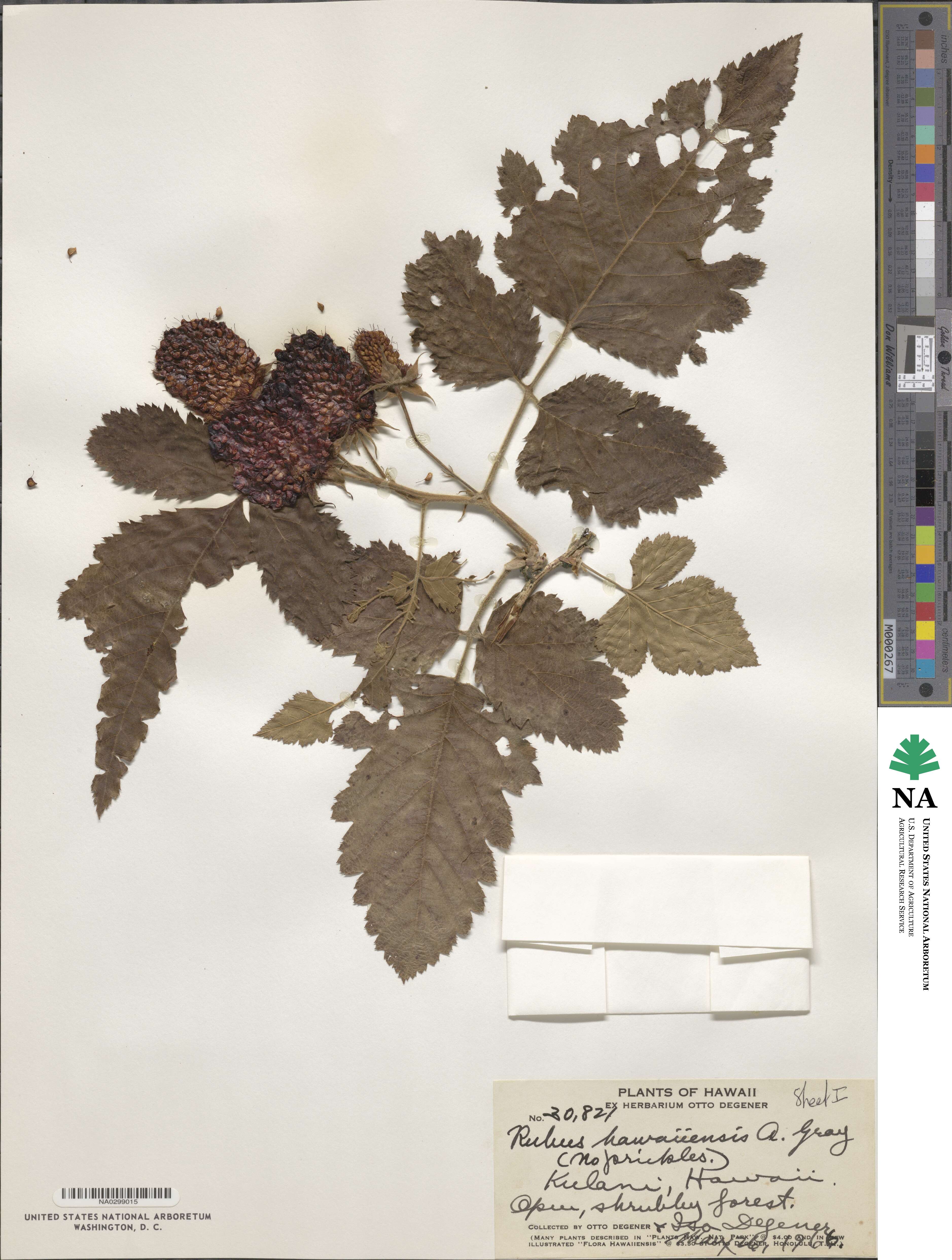 Rubus hawaiiensis image