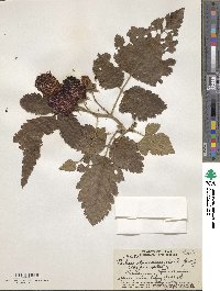 Rubus hawaiiensis image