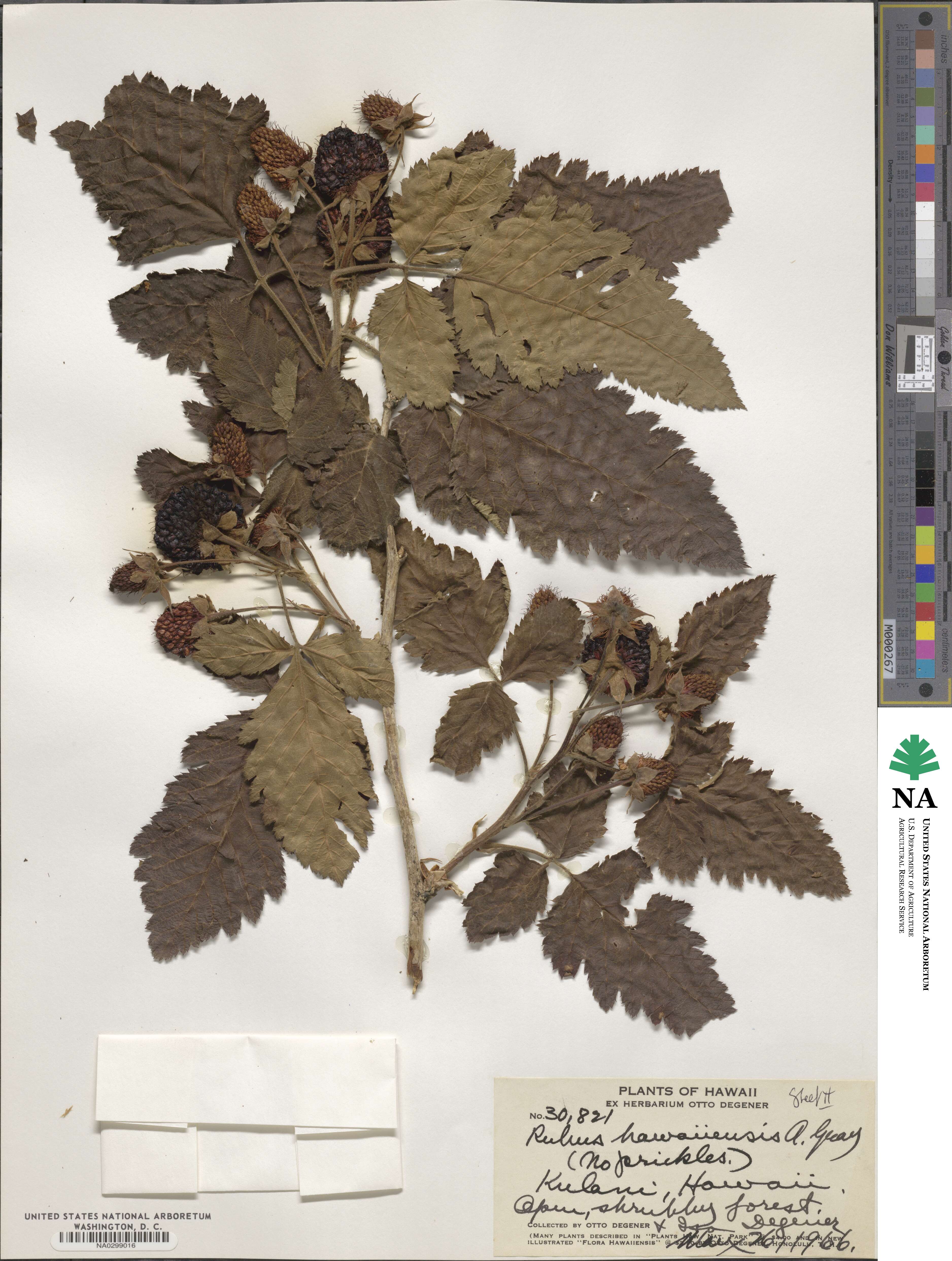 Rubus hawaiiensis image