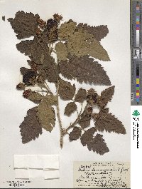 Rubus hawaiiensis image