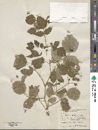 Rubus niveus image