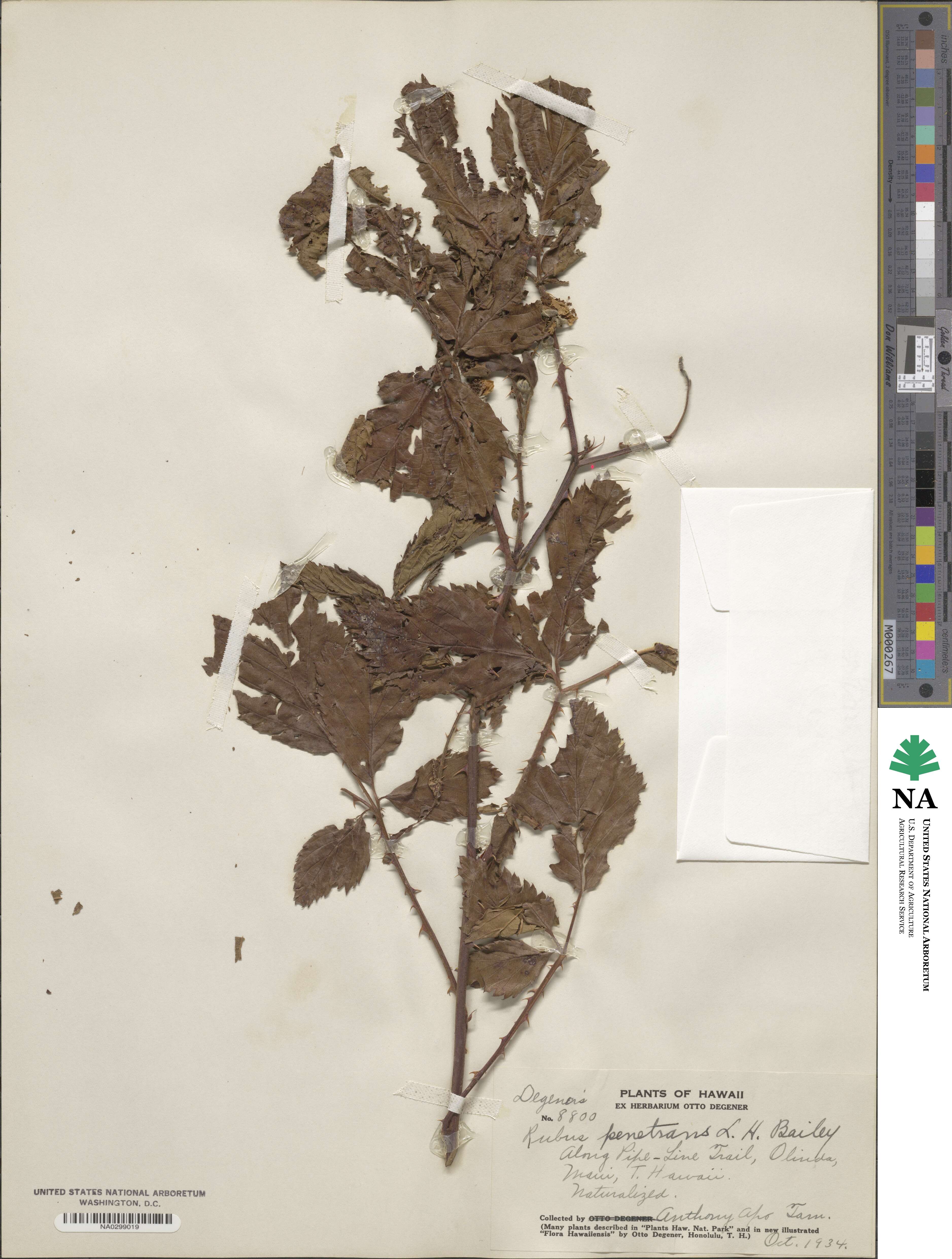 Rubus argutus image