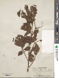 Rubus argutus image