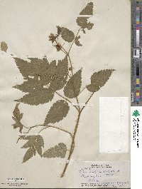 Rubus rosifolius image