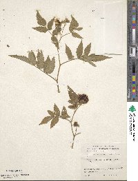 Rubus rosifolius image