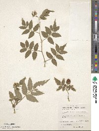 Rubus rosifolius image