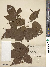 Rubus allegheniensis image