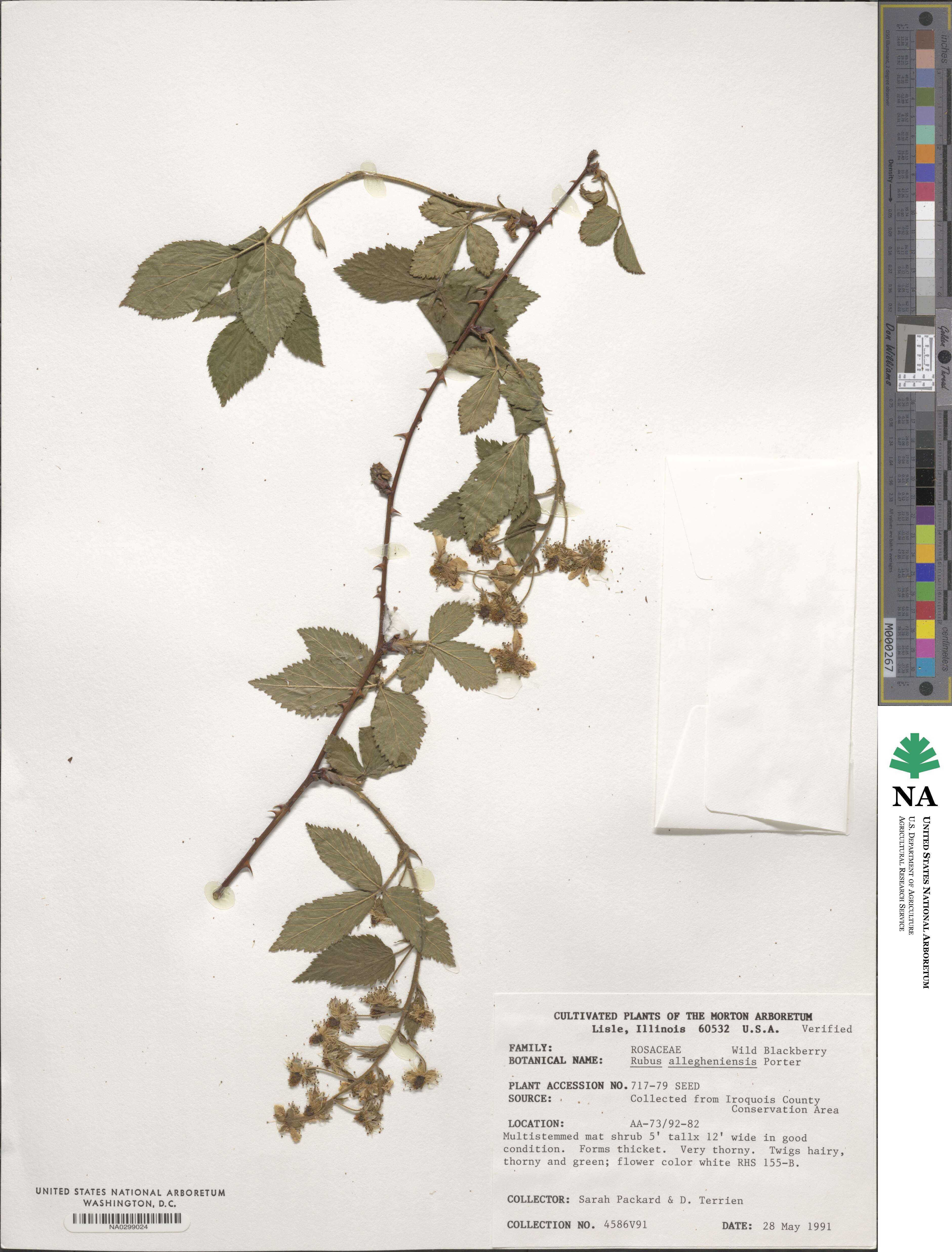 Rubus allegheniensis image