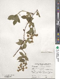 Rubus allegheniensis image