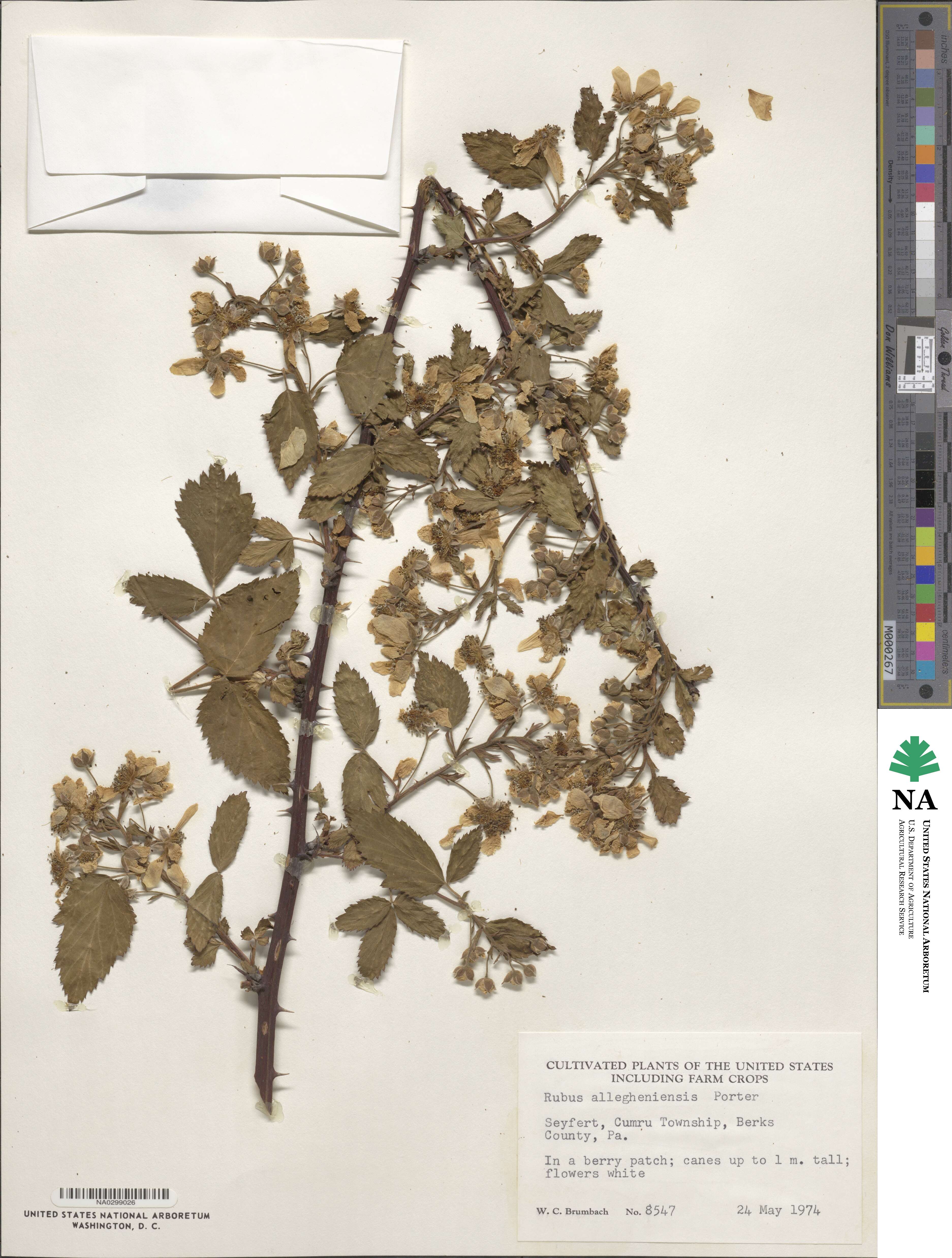 Rubus allegheniensis image