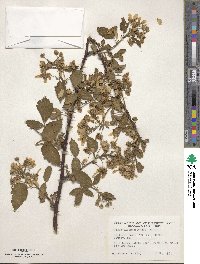 Rubus allegheniensis image