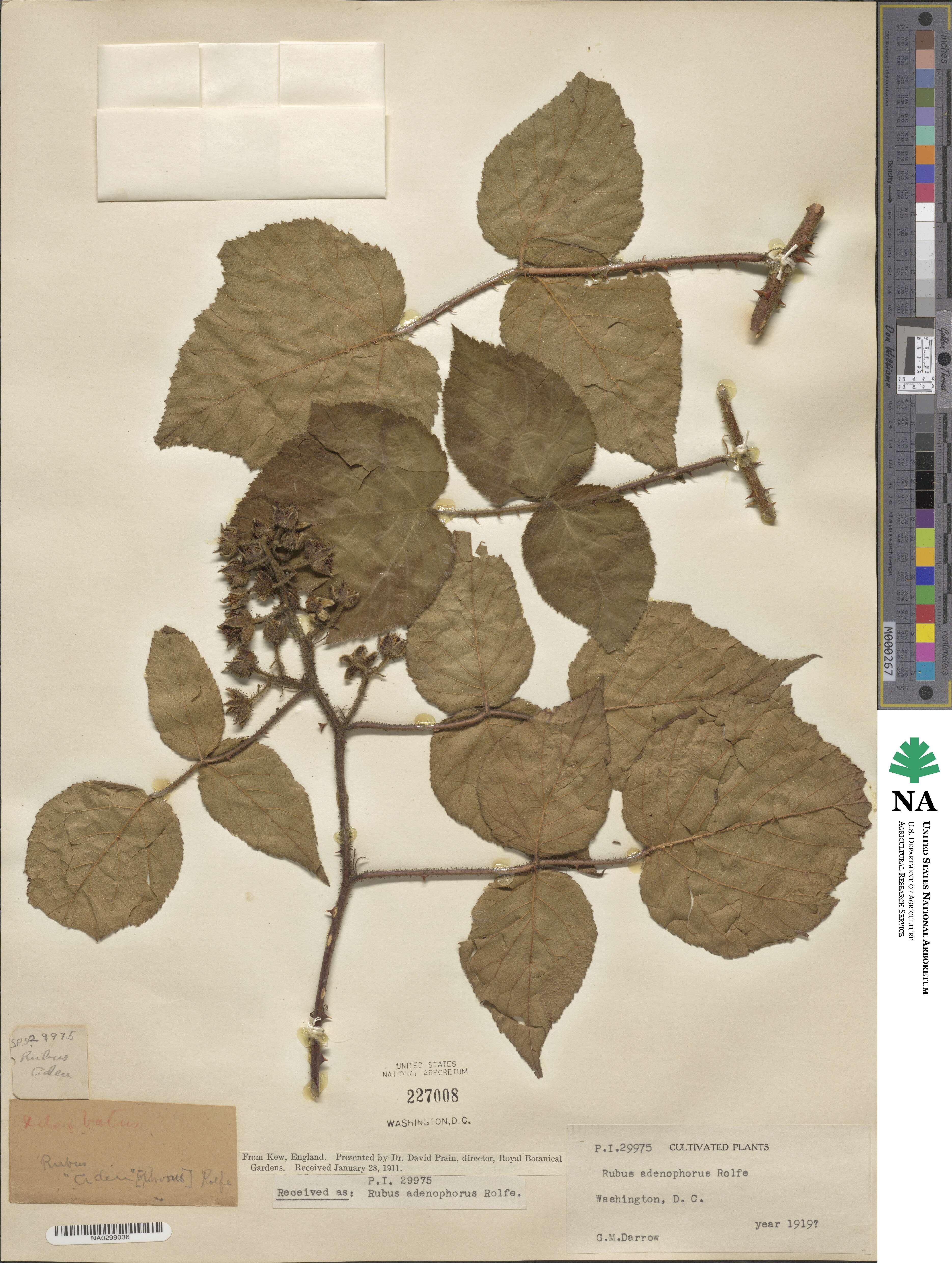 Rubus adenophorus image