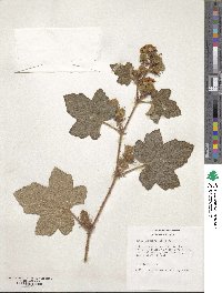 Rubus alceifolius image